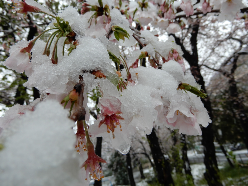 snowsakura すの桜