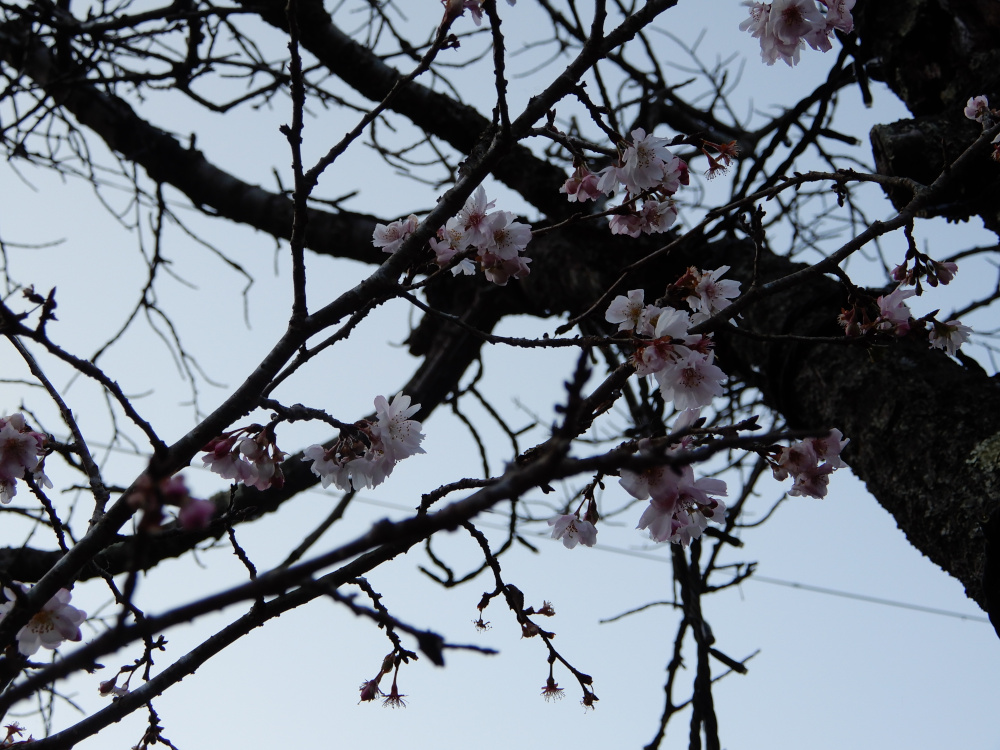 winter sakura