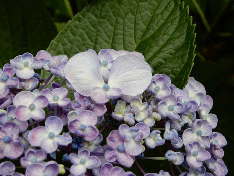 hydrangea