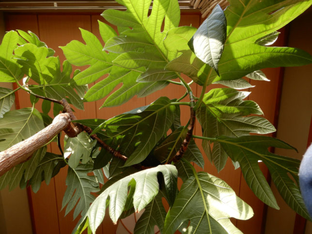 Breadfruit