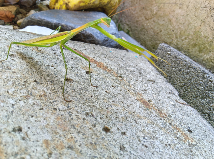 praying mantis