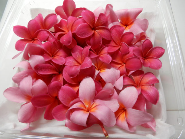 Plumeria