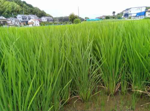 rice fields