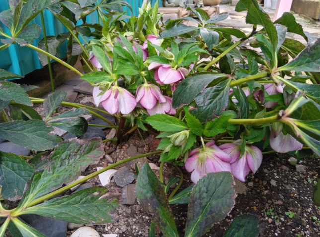 Christmas Rose
